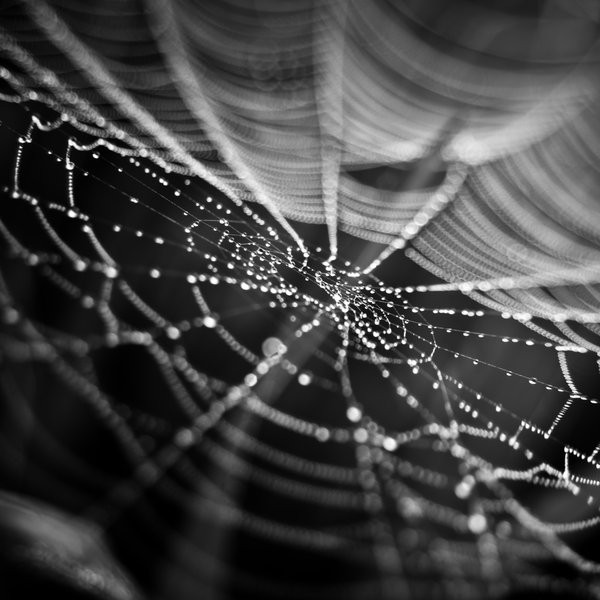 Worldwide_Web_by_wries